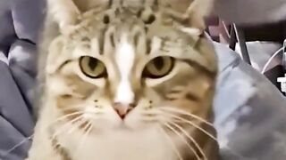 funny animal videos: smile, laugh, best funny short animal videos 2024 31