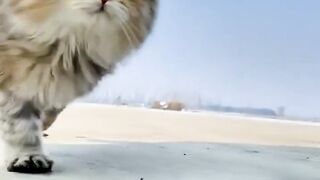 funny animal videos: smile, laugh, best funny short animal videos 2024 32