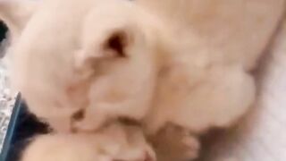 funny animal videos: smile, laugh, best funny short animal videos 2024 34