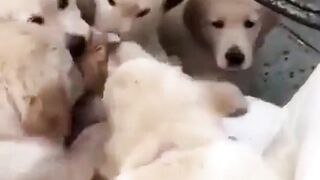 funny animal videos: smile, laugh, best funny short animal videos 2024 35