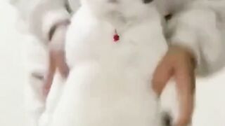 funny animal videos: smile, laugh, best funny short animal videos 2024 36
