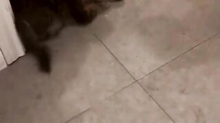 funny animal videos: smile, laugh, best funny short animal videos 2024 37