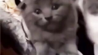 funny animal videos: smile, laugh, best funny short animal videos 2024 38
