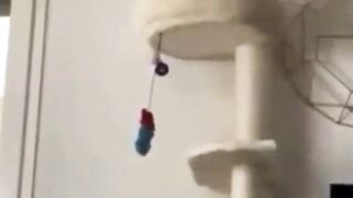 funny animal videos: smile, laugh, best funny short animal videos 2024 40
