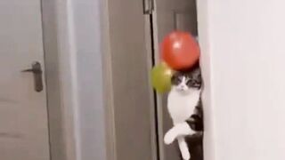 funny animal videos: smile, laugh, best funny short animal videos 2024 41
