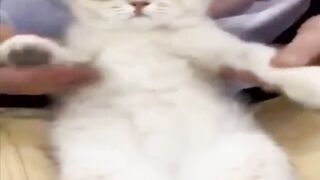 funny animal videos: smile, laugh, best funny short animal videos 2024 43