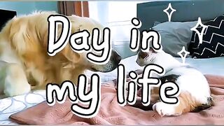 Cute PET Faceoff Cats vs Dogs for Pet Lovers