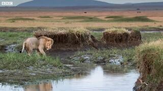 Hyena pack attacks lion - FULL CLIP - Dynasties