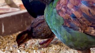 Still lots of activity and breeding in the bird aviary even though fall is coming wildlife 2024