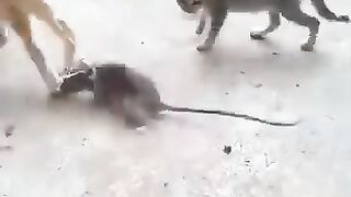 Funny video ???????????????? 19