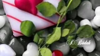 গোলাপ ফুলের কাটা 2