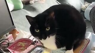funny animal videos: smile, laugh, best funny short animal videos 2024 44