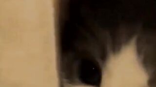 funny animal videos: smile, laugh, best funny short animal videos 2024 45