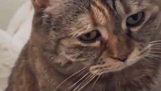 funny animal videos: smile, laugh, best funny short animal videos 2024 47