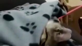 funny animal videos: smile, laugh, best funny short animal videos 2024 48