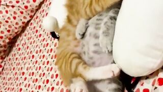funny animal videos: smile, laugh, best funny short animal videos 2024 50