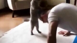 funny animal videos: smile, laugh, best funny short animal videos 2024 52