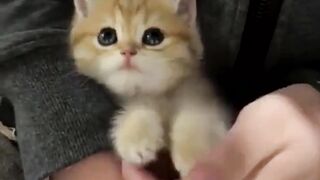 funny animal videos: smile, laugh, best funny short animal videos 2024 53