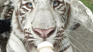 Drinking milk baby tiger