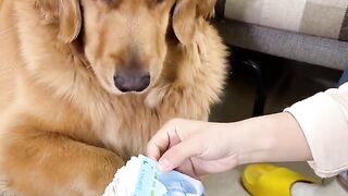 Dog helps owner in counting money