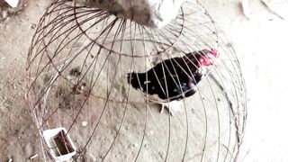 Different breeds of roosters