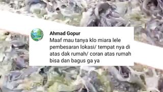 Kalau pembesaran lele buat kolam di loteng rumah / dak rumah / coran diatas rumah bisa atau tidak...?