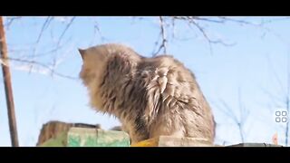 I love cat.cat shound effect