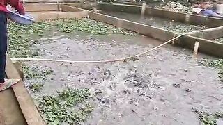 Contoh kolam TANAH semi BETON ! Dinding BETON dasarnya TANAH, ini masuk kategori kolam tanah