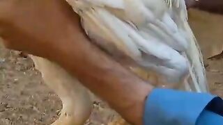The whitee in the hands of a human