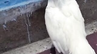White hen is standing