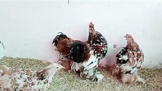 All the polish hens