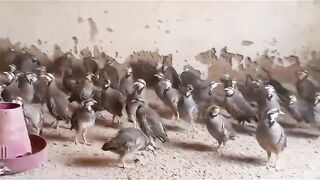 The flock of birds 2