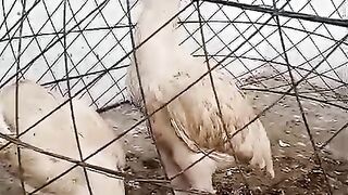 Twos in the cage