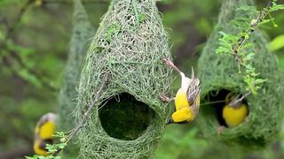 Weaving wonders wildlife