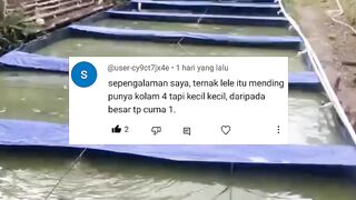 Budidaya ikan lele itu lebih baik punya 4 kolam ukuran sedang daripada punya 1 kolam ukuran besar