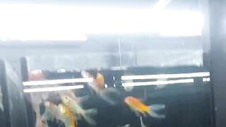 Usaha ikan HIAS ! bisa buka kios IKAN HIAS bisa juga menjadi pembudidaya ikan HIAS