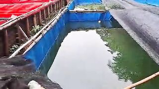 Segini luas lahan dan jumlah kolam untuk jalan 3 segmen budidaya lele