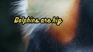 Animal Facts Dolphins #shorts