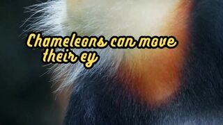 Animal Facts Chameleons #shorts