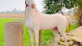 Horse video beautiful ❤️