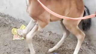 Horse video upload video febspot