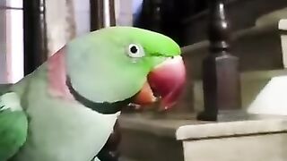 The parrot king