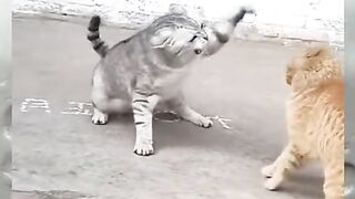 #cutecats #funny cats #funny #cats #