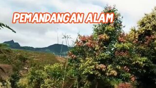 Indahnya kebun kayu manis di Kerinci