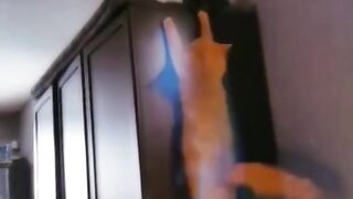 Cat playing in the house