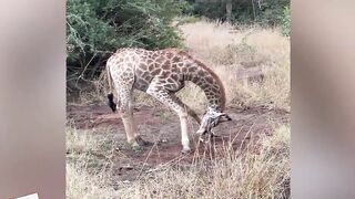 Funny Giraffe Kicking Bone like a Professional Footballer.????????.