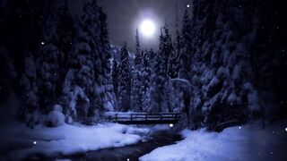 Deep forest   DRONE   Relaxing   Cinematic   Free HD Videos -