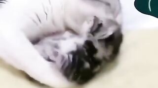 Baby Cats - Cute and Funny Cat Videos Compilation _60