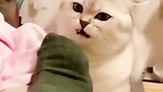 You laugh, You lose ???? Funniest Animals ???? Part 6