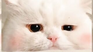 Beautiful cats